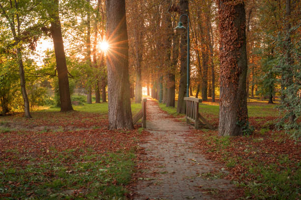 istock Tree avenue in autumnal sunset with a wooden bridge 1146219335