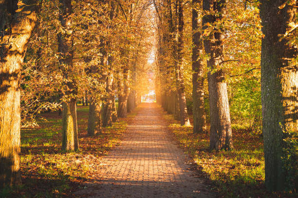 avenue d’arbre dans le coucher du soleil automnal - autumn street single lane road tree photos et images de collection