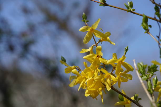istock Forsythia suspensa 'Rengyo' Yellow 1146219440