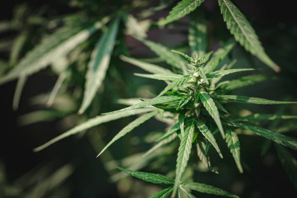 close up of the marijuana farm industry, background of marijuana trees that are flowering. - white indian hemp imagens e fotografias de stock