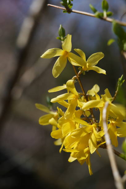 istock Forsythia suspensa 'Rengyo' Yellow 1146220027