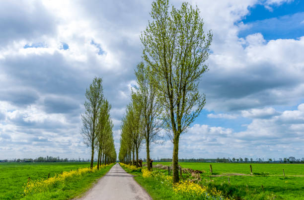 istock Beautiful tree lined country road on spring day 1146220380