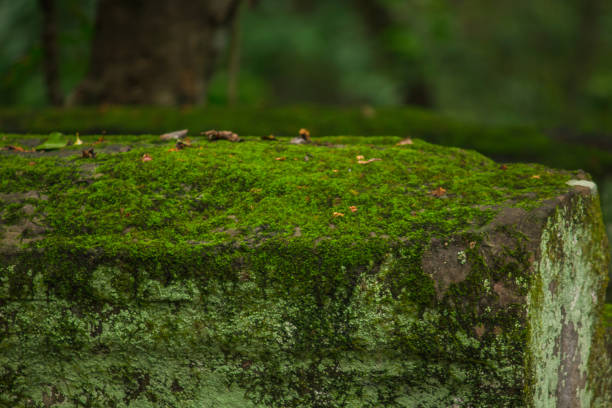 istock Moss on the bricks of the old castle 1146220390