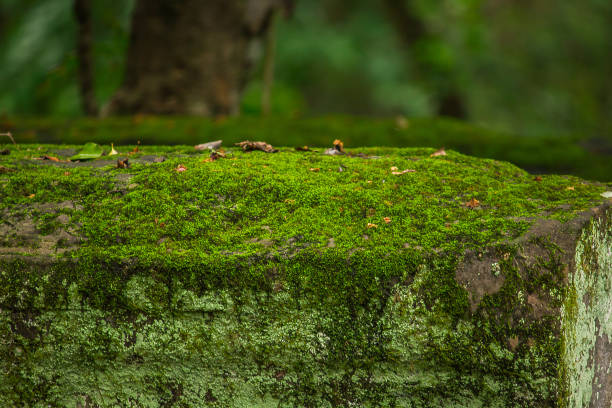 istock Moss on the bricks of the old castle 1146220472