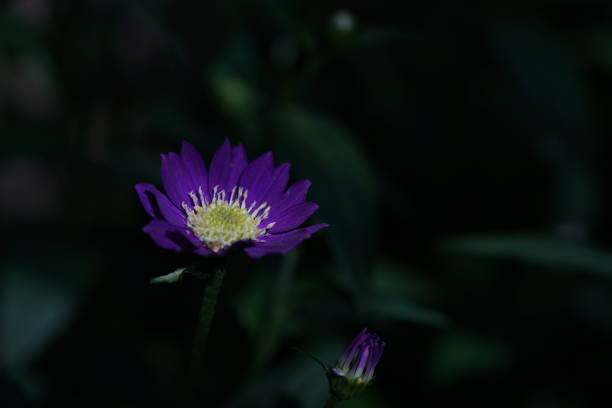 Macro of an Allium flower bud beginning to open.