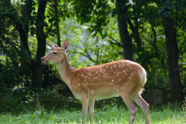 istock Hokkaido's wild deer 1146220781
