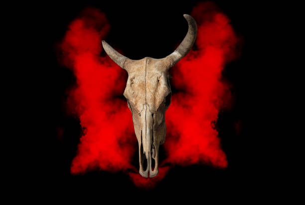 cranio di mucca isolato fumo rosso dalla parte di ritaglio sfondo nero - horned death dead texas longhorn cattle foto e immagini stock