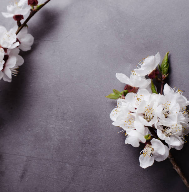 istock Spring flowers with branches blossoming apricots on grey background. Flat lay concept. 1146222466