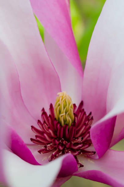 istock Magnolia blossom with white and pink petals. 1146222642