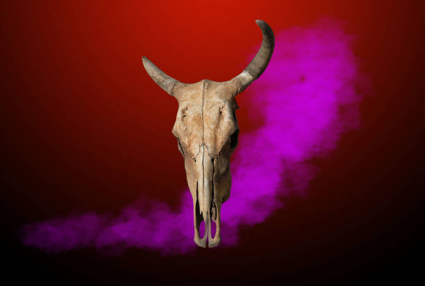 cranio di mucca isolato fumo rosso dalla parte di ritaglio sfondo nero - horned death dead texas longhorn cattle foto e immagini stock