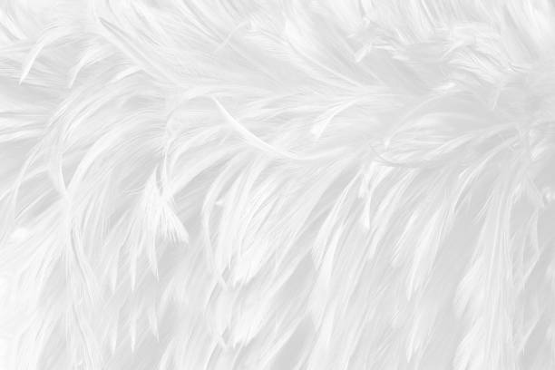 istock Beautiful white gray colors tone feather texture background 1146225622
