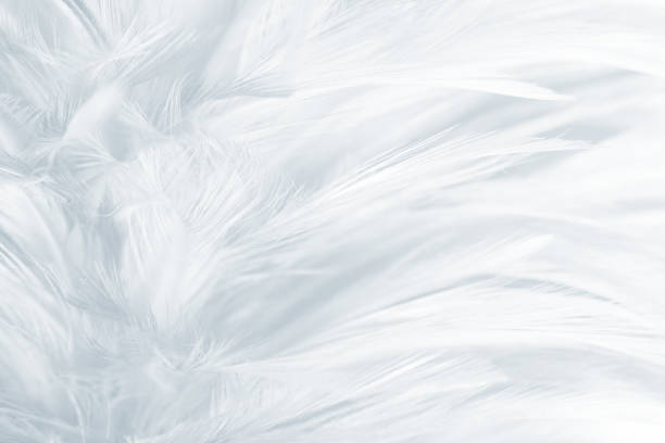 istock Beautiful white gray colors tone feather texture background 1146225630