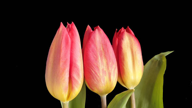istock Red and yellow tulips on black background with copy space 1146226123