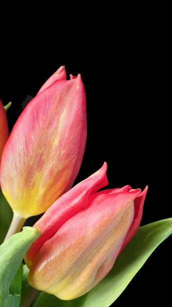 istock Red and yellow tulips on black background with copy space 1146226138