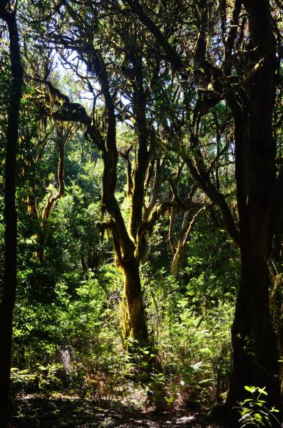 istock Garajonay National Park, La Gomera 1146226221