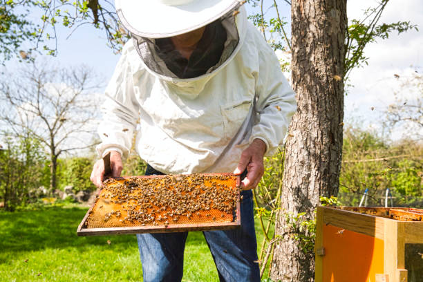 apiculteur est à la recherche de l’activité swarm sur nid d’abeille sur cadre en bois, la situation de contrôle dans la colonie d’abeilles. - colony swarm of insects pest animal photos et images de collection