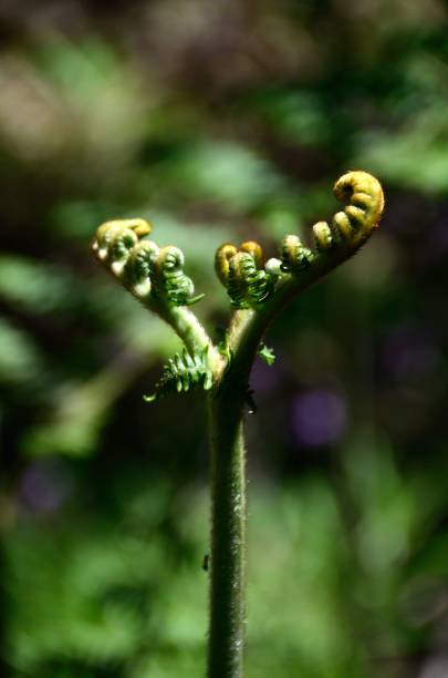 istock Garajonay National Park, La Gomera 1146226393
