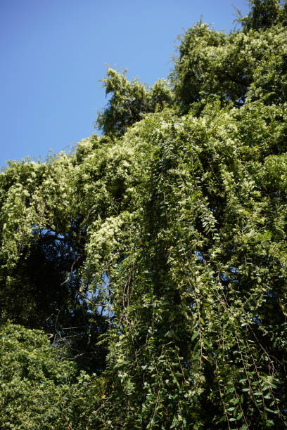 istock Loropetalum 'Tokiwamansaku' White 1146226540
