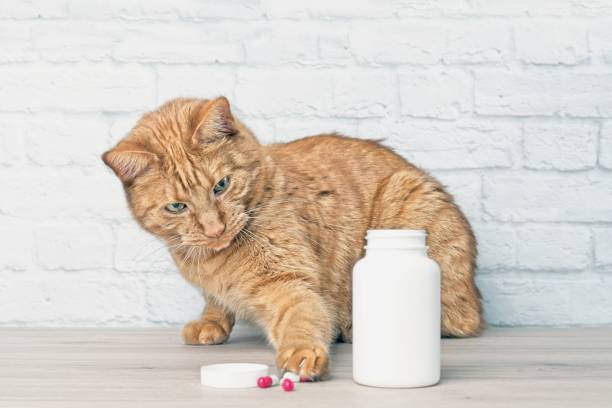 istock Red cat stealing medicine capsules beside a open pill bottle. 1146226617