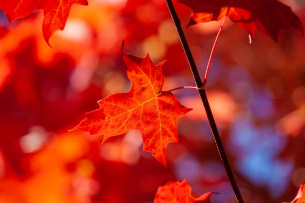 istock Vivid red maple leaf on blurred background - autumn theme and colors 1146227848