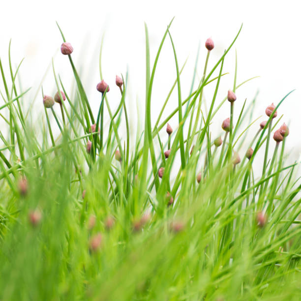 Chives with blossoms. Organic green food, gardening and herbs concept. Chives with blossoms. Organic green food, gardening and herbs concept. schnittlauch stock pictures, royalty-free photos & images