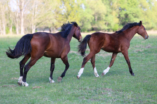 istock Purebred young stallions playing on green natural background springtime 1146228019