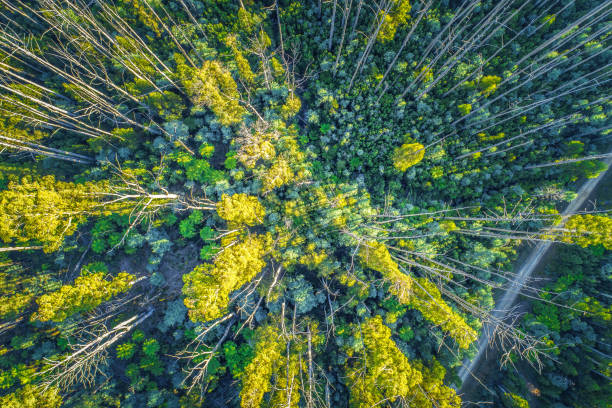 Aerial view - looking down at eucalyptus tree tops Aerial view - looking down at eucalyptus tree tops australian forest stock pictures, royalty-free photos & images