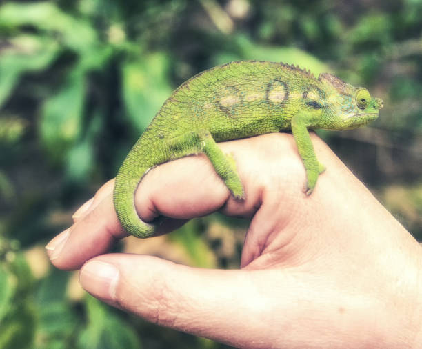 istock Green chameleon on the hand of a man 1146229365
