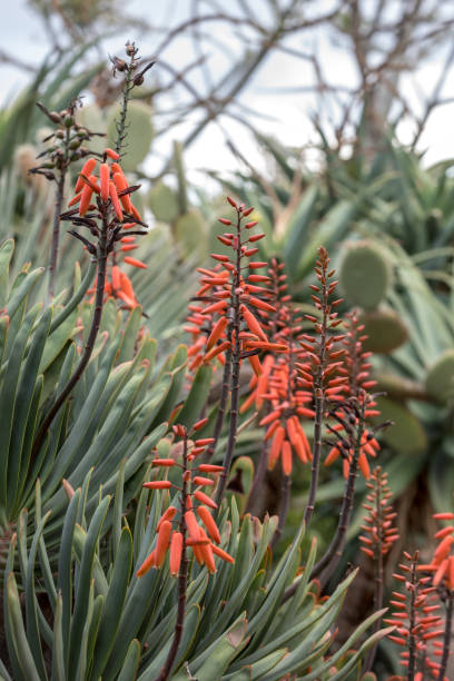 istock Aloe plant in bloom. 1146229371