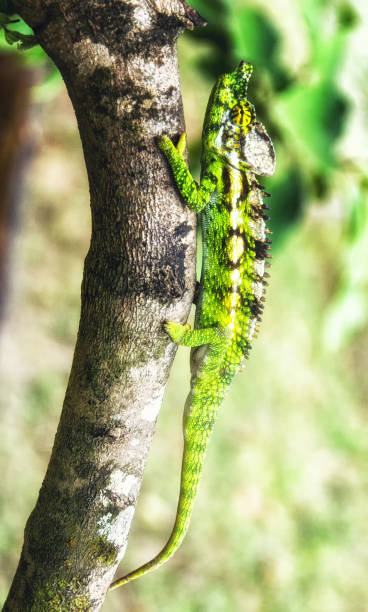 istock Chameleons are endemic in Madagascar. 1146229382
