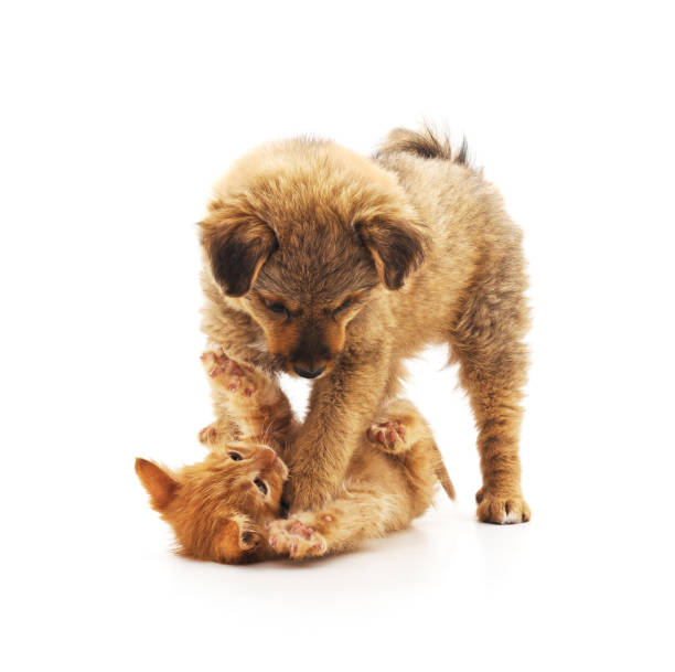 istock Kitten and a puppy are playing. 1146229413