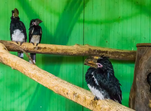 Photo of trumpeter hornbills in a aviary, tropical bird specie from africa, popular zoo animals and aviary pets