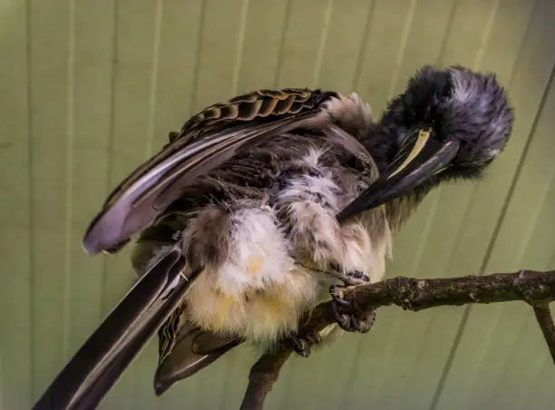 Photo of closeup of a male african grey hornbill preening its feathers, tropical bird from Africa