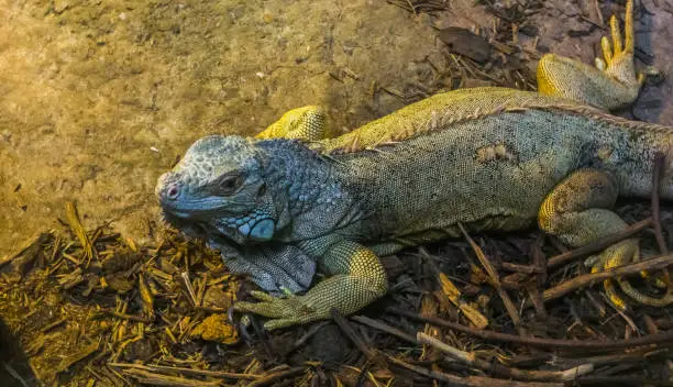 Photo of closeup of a iguana, tropical lizard from America, popular pet in herpetoculture