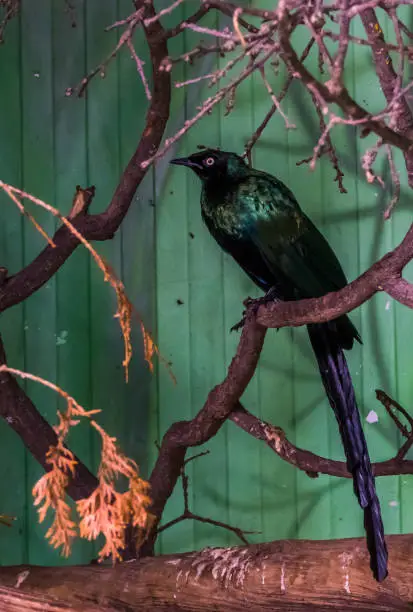 Photo of long tailed glossy starling sitting on a tree branch, tropical bird from Africa, colorful bird with glossy feathers