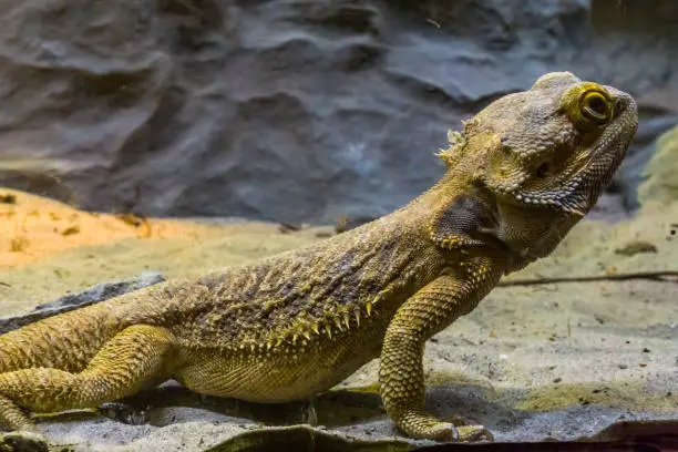 Photo of closeup of a bearded dragon lizard, tropical reptile from Australia