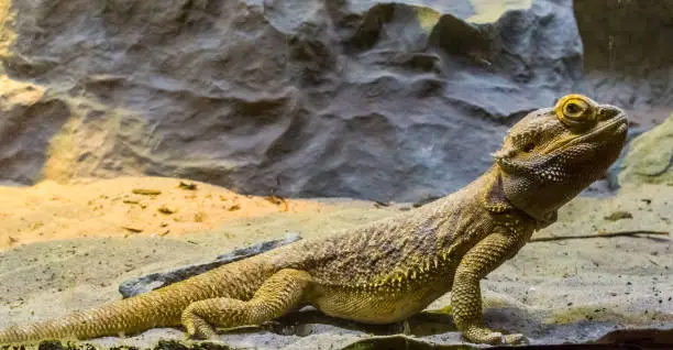 Photo of bearded dragon lizard in closeup, tropical reptile from Australia, popular pets