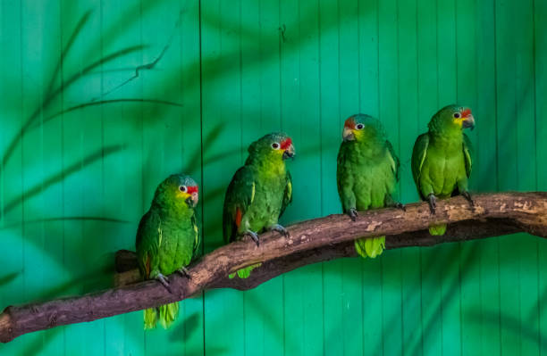 red lored amazon parrots sitting together on a tree branch in the aviary, tropical bird from the amazon basin of America red lored amazon parrots sitting together on a tree branch in the aviary, tropical bird from the amazon basin of America yellow crowned amazon (amazona ochrocephala) stock pictures, royalty-free photos & images