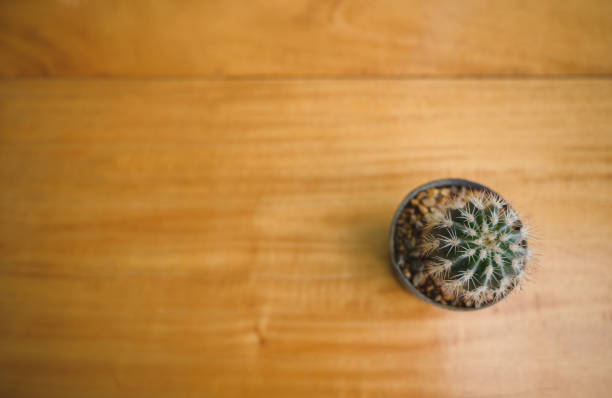istock A lonely cactus in somewhere coffee cafe. 1146230052
