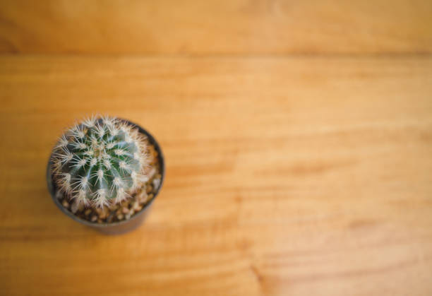 istock A lonely cactus in somewhere coffee cafe. 1146230056