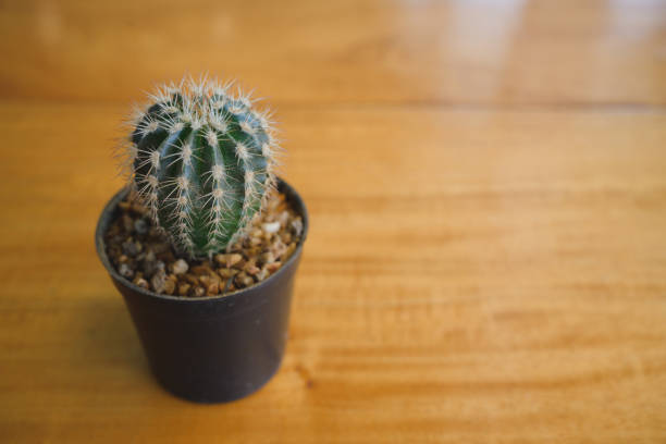 A lonely cactus in somewhere coffee cafe.