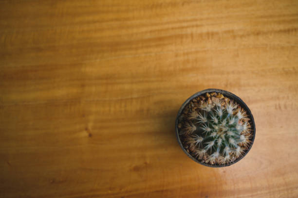 istock A lonely cactus in somewhere coffee cafe. 1146230068