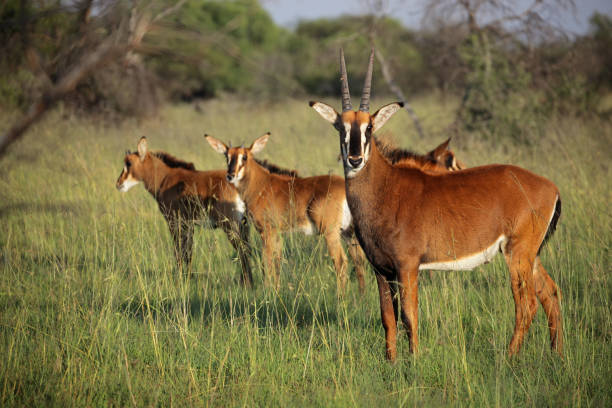 istock Sable antelopes (Hippotragus niger) in natural habitat, South Africa 1146230849
