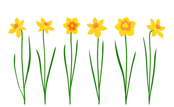 ilustrações, clipart, desenhos animados e ícones de jogo do narciso isolado no fundo branco. ilustração do vetor - leaf flower head bouquet daffodil