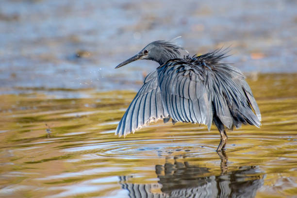 istock Black heron uses a hunting method called canopy feeding—it uses its wings like an umbrella,  creating shade that attracts fish. 1146233232