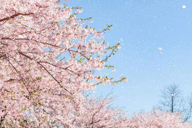 桜の花があふれる - 桜吹雪 ストックフォトと画像
