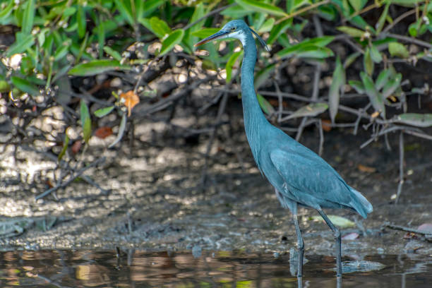 istock Black heron wading in shallow water , Egretta ardesiaca 1146233549