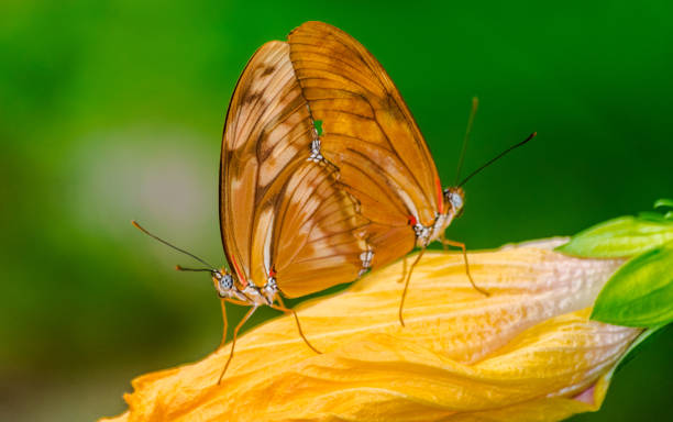 istock Dryas iulia butterflies mating 1146233701