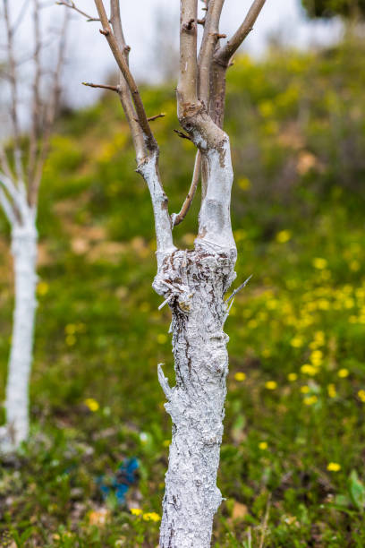 istock Whitewashing of fruit trees. 1146233771