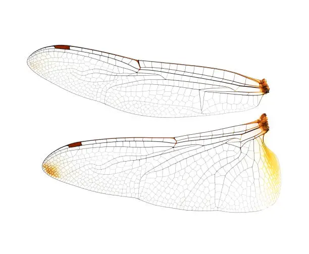 Dragonfly wings on  white background